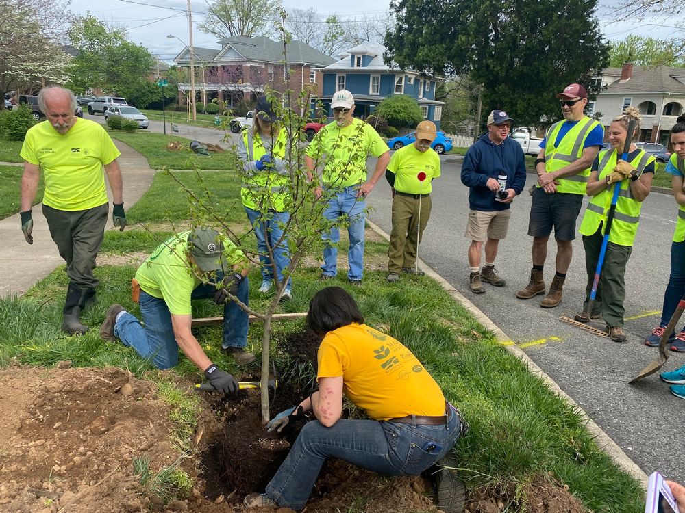 Roanoke's Tree Canopy Has Fallen Over the Last Decade. City Leaders Are ...