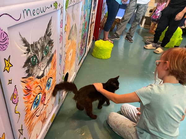 Feline Fine? Not One but Two Cat Cafés Compete for Cuddles and Adoptions in Roanoke