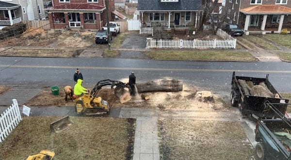 Roanoke Sues Residents Who Cut Down City-Owned Trees